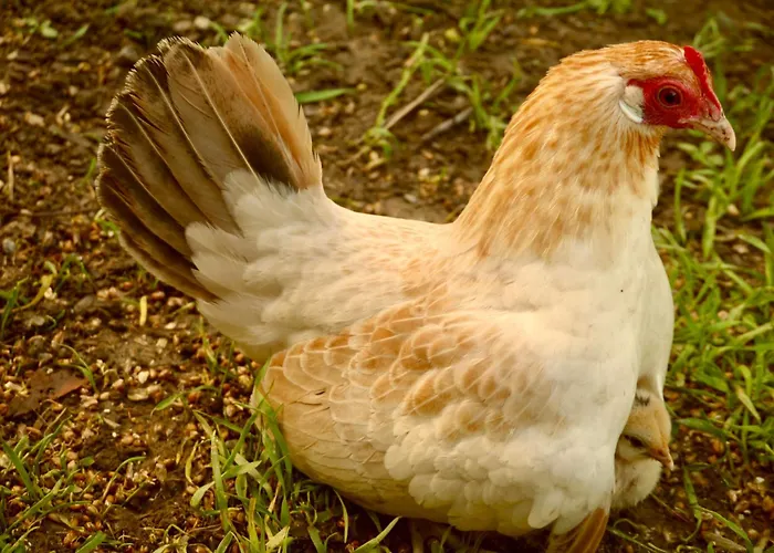 Alte Schmiede Lejlighed *